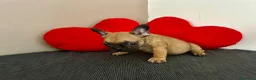 Bulldog Francese cani in vendita: Cucciolo di bulldog francese Mini Toy  - Annuncio 11