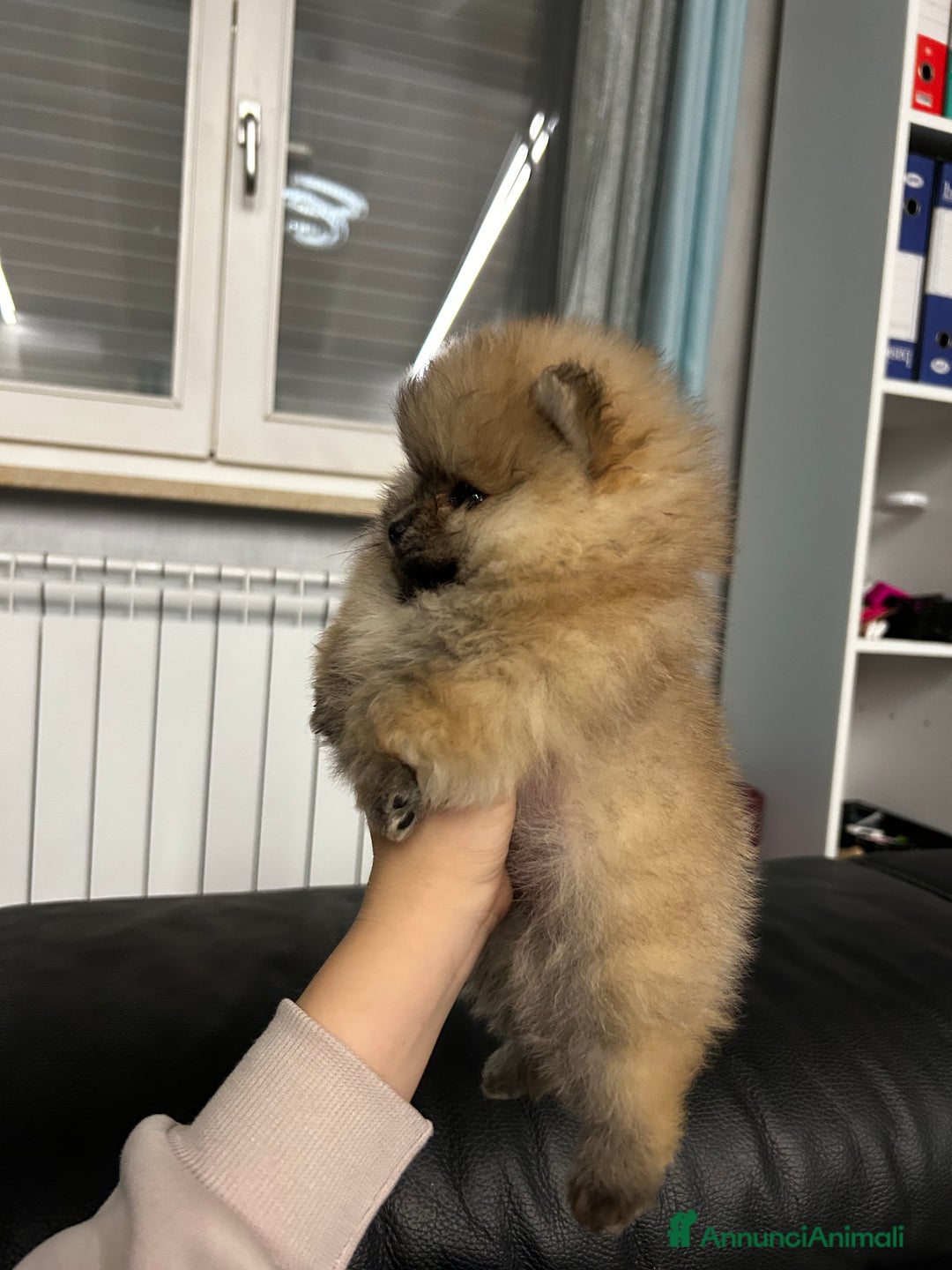 Spitz cani in vendita: Spitz tedesco nano - Annuncio 15