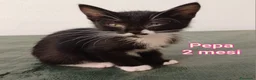 Meticcio gatti in regalo: GATTINI ADORABILI IN CERCA D'AMORE  a Città Metropolitana di Bologna - Annuncio 5