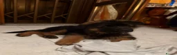 Pastore Tedesco cani in vendita: Cucciolo di Pastore Tedesco a pelo lungo di 3 mesi a Provincia di Modena - Annuncio 8