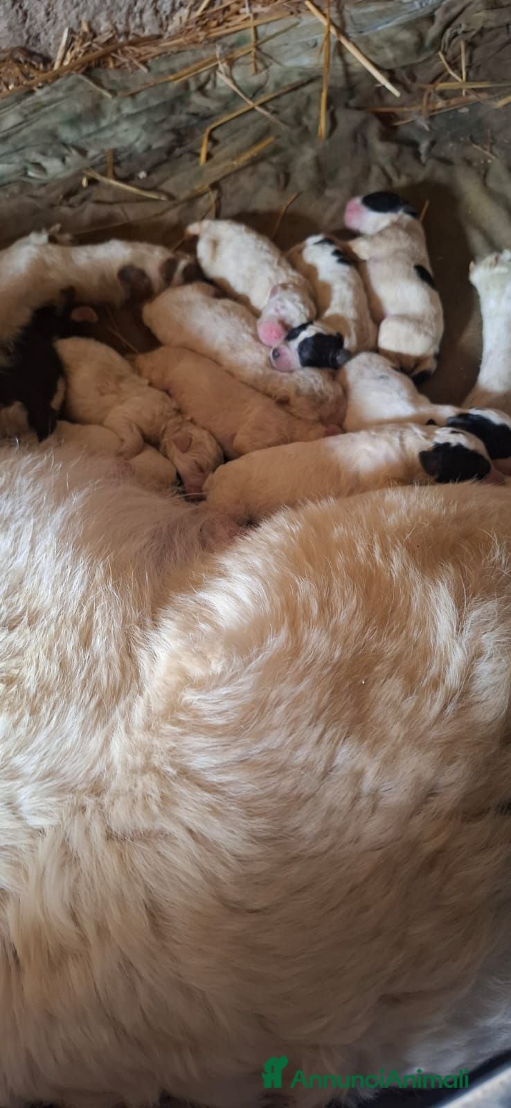 Meticcio cani Cuccioli maremmano e pastore caucaso - Annuncio 22