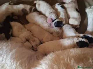 Meticcio cani Cuccioli maremmano e pastore caucaso - Annuncio 22