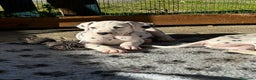 Dalmata cani in vendita: Cucciola dalmata con pedigree  - Annuncio 4