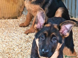 Pastore Tedesco cani Cuccioloni di pastore tedesco in pronta consegna - Annuncio 1