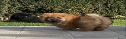 Chow Chow cani in vendita: Chow Chow Cucciole femmine nero e rosso  - Annuncio 15