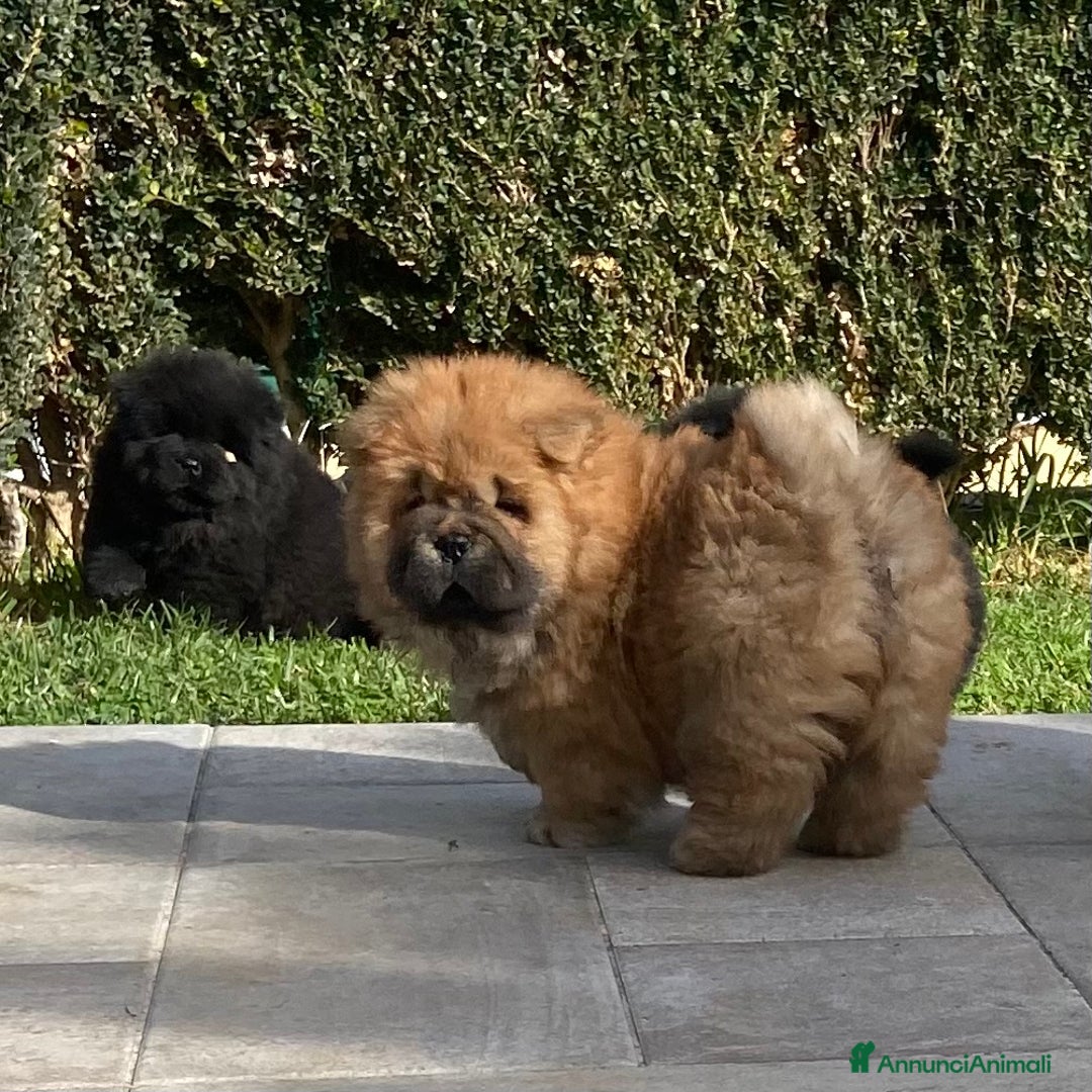 Chow Chow cani in vendita: Chow Chow Cucciole femmine nero e rosso  - Annuncio 15