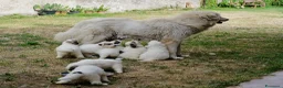 Cane da Montagna dei Pirenei cani in vendita: Sette cuccioli di Cane da Montagna dei Pirenei a Ente di decentramento regionale di Udine - Annuncio 10