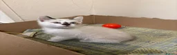 Meticcio gatti in regalo: Bianca  - Annuncio 2