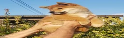 Shiba Inu cani in vendita: Ultimo cucciolo maschio shiba inu pedigree Enci  - Annuncio 3