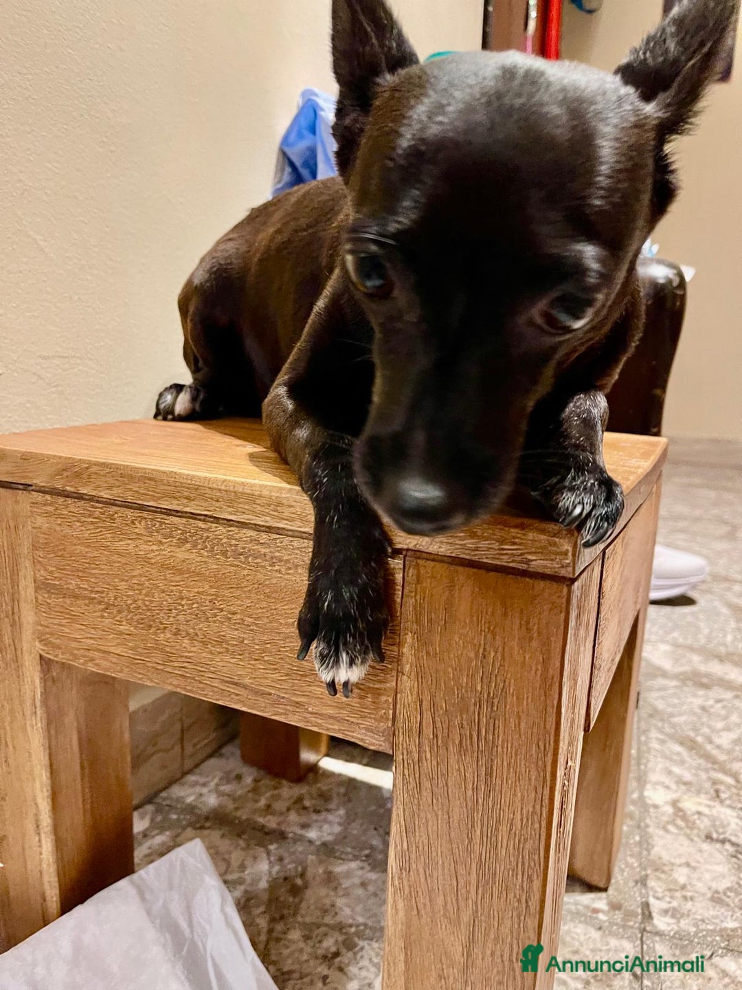 Pinscher Miniatura cani in regalo: Chicco pinscher molto tranquillo e coccolone - Annuncio 7