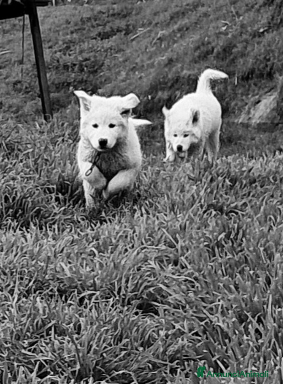 Pastore Maremmano cani in vendita: cuccioli e cuccioloni di pastore Maremmano Abruz. - Annuncio 6