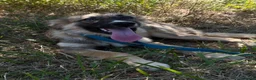 Meticcio cani in regalo: Tony  a Città Metropolitana di Bologna - Annuncio 3