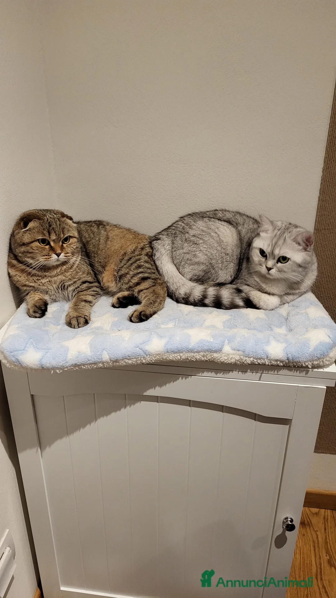 Immagine della galleria {{count}}