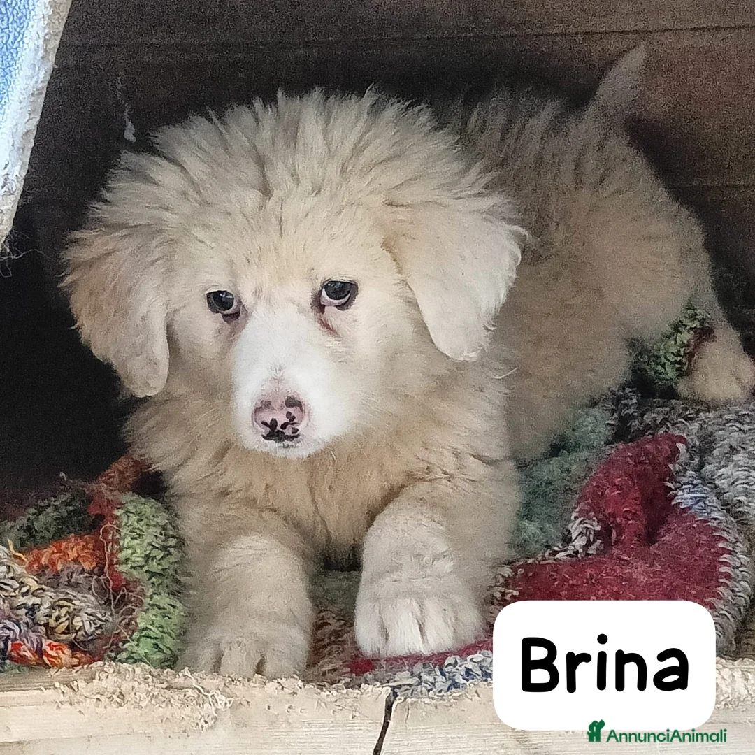 Meticcio cani in regalo: Tanti cuccioli cercano un porto sicuro - Annuncio 11