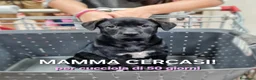 Meticcio cani in regalo: NAMI 🩷 cucciola, il mondo è tutto da scoprire a Provincia di Ferrara - Annuncio 2
