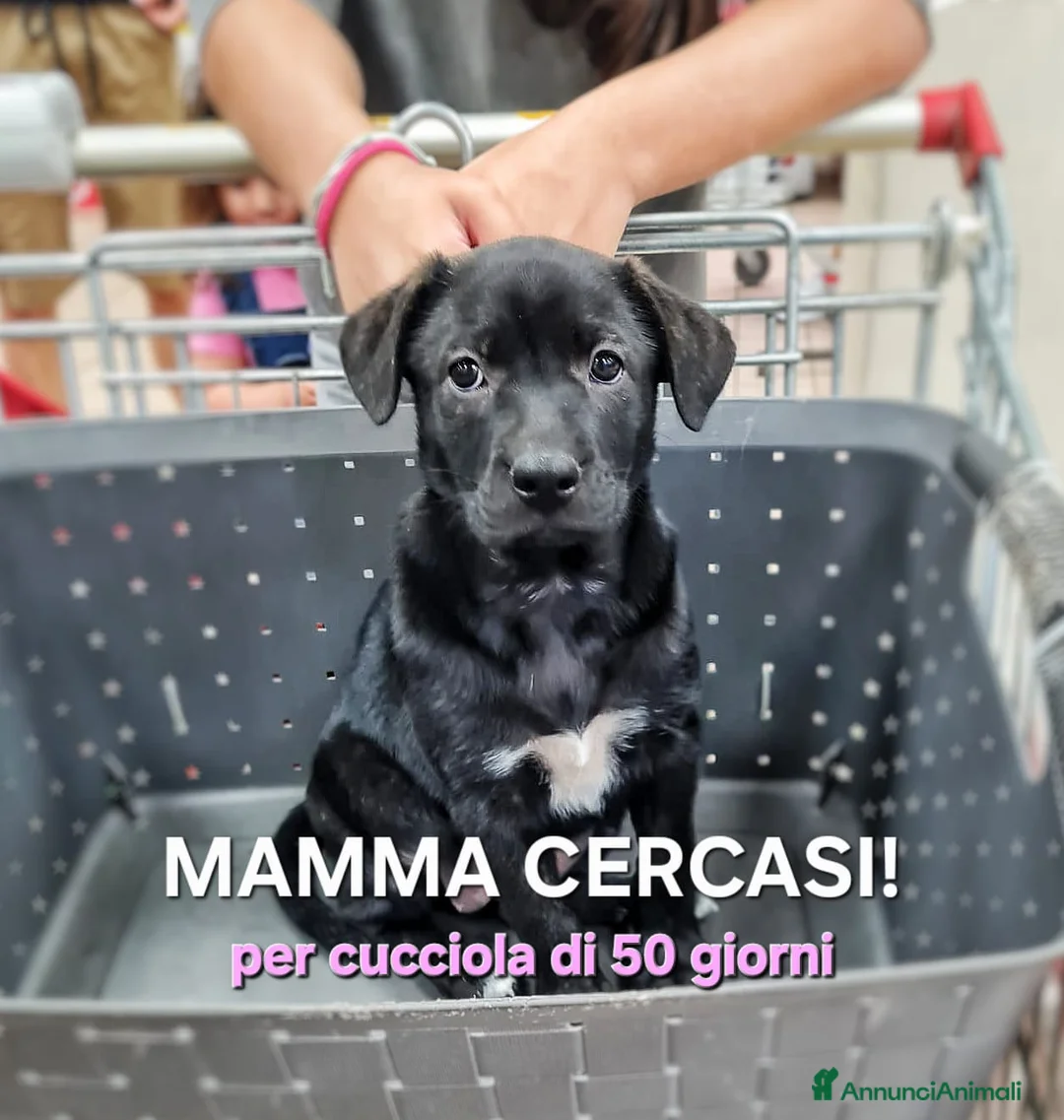 Meticcio cani in regalo: NAMI 🩷 cucciola, il mondo è tutto da scoprire a Provincia di Ferrara - Annuncio 2