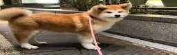 Akita Inu cani in vendita: Ultima Cucciola Femmina disponibile  - Annuncio 3