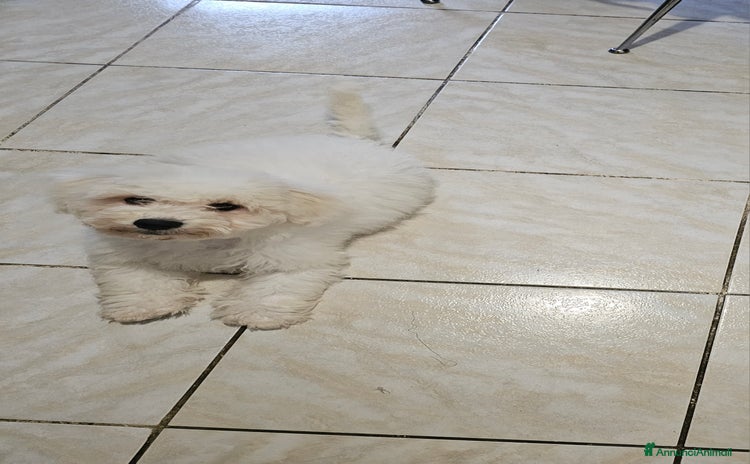 Bichon cani Vendita bishon maltese  - Annuncio 2