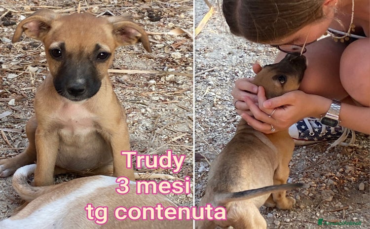 Meticcio cani a Provincia di Arezzo - Annuncio 16