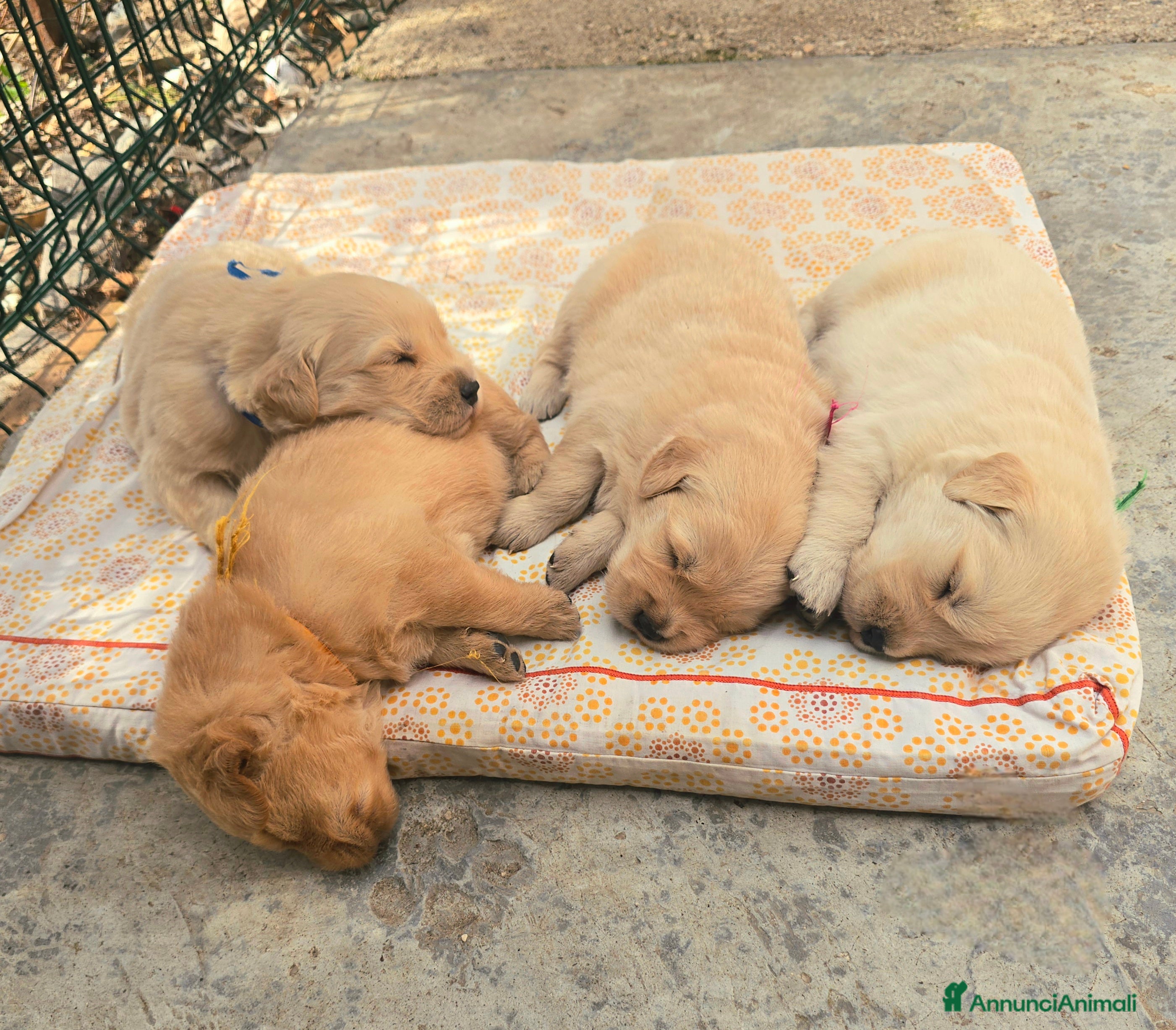 Golden Retriever cani Cuccioli Golden retriever americano 100% - Annuncio 1