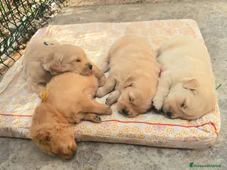 Golden Retriever cani Cuccioli Golden retriever americano 100% - Annuncio 12