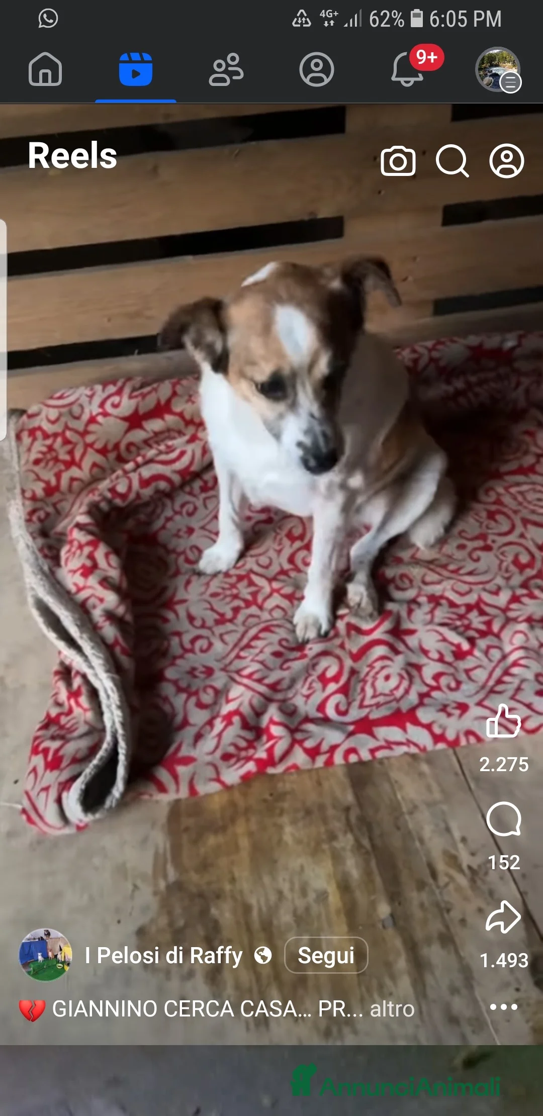 Meticcio cani in regalo: GIANNINO CERCA CASA… PRIMA CHE SIA TROPPO TARDI 💔 - Annuncio 4