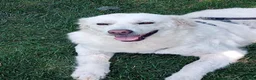 Meticcio cani in regalo: Fatima dolcissima e bravissima con tutti a Città Metropolitana di Firenze - Annuncio 11