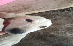 Meticcio cani in regalo:  AKI  - Immagine 6