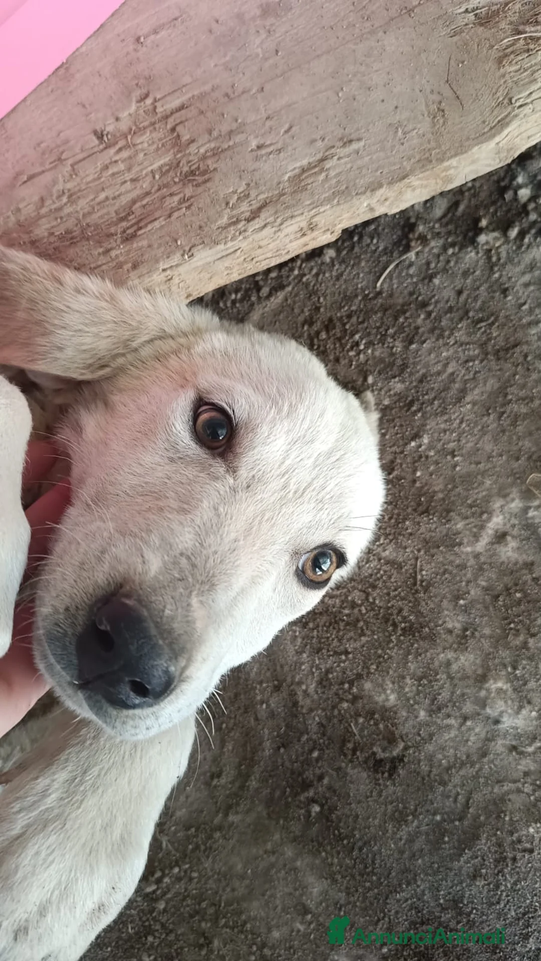 Meticcio cani in regalo:  AKI  - Annuncio 6