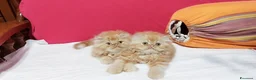 Persiano gatti in vendita: Cuccioli di Persiano - Annuncio 2