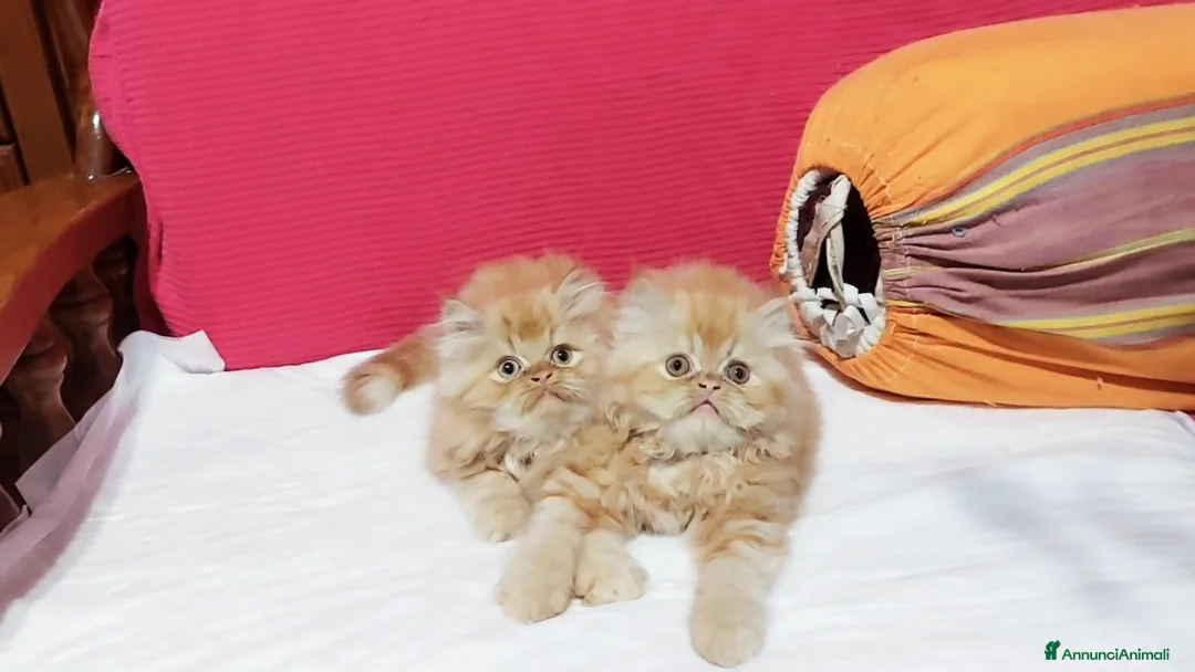 Persiano gatti in vendita: Cuccioli di Persiano - Annuncio 2