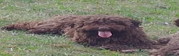 Lagotto cani in vendita: Cuccioli di Lagotto con pedigree - Annuncio 1