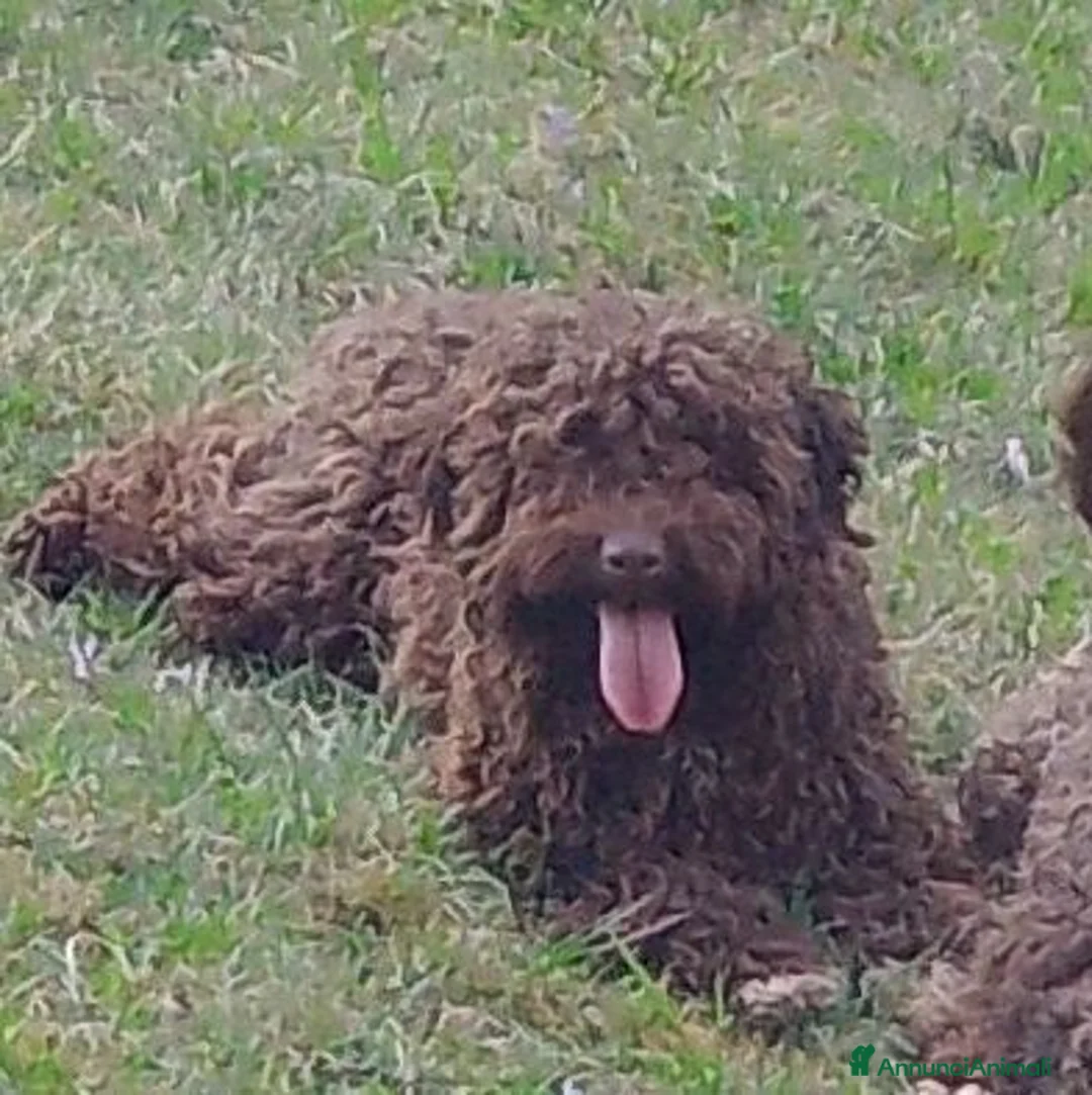 Lagotto cani in vendita: Cuccioli di Lagotto con pedigree - Annuncio 1