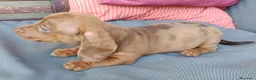 Bassotto cani in vendita: Bassotto arlecchino fulvo - Annuncio 3