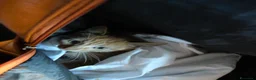 Altre razze gatti in regalo: Uno stallo per Eren - Annuncio 3