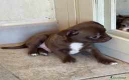 Chihuahua cani in vendita: Cuccioli di chihuahua  a Città metropolitana di Milano - Immagine 7