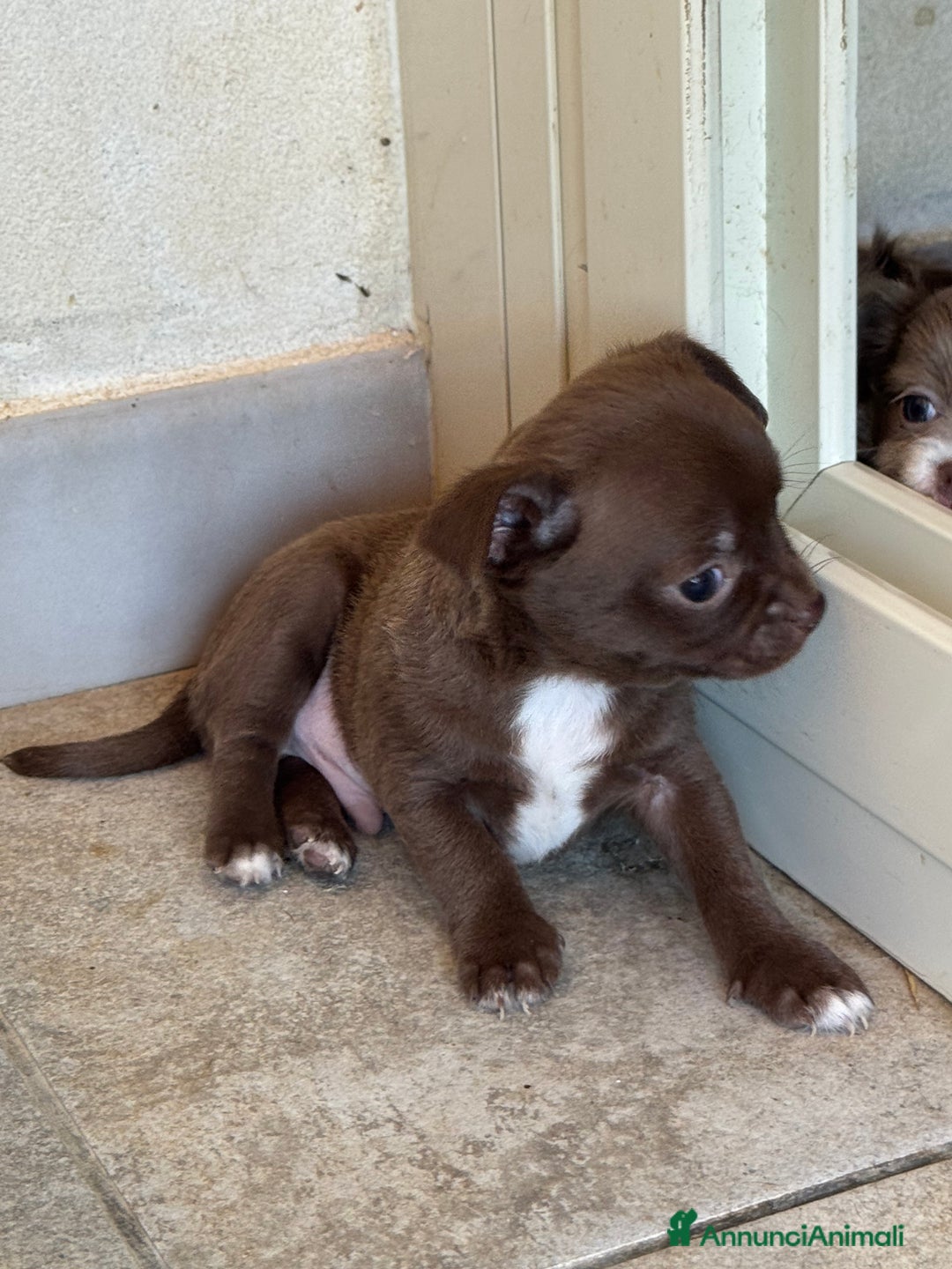 Chihuahua cani in vendita: Cuccioli di chihuahua  a Città metropolitana di Milano - Immagine 7