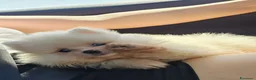Spitz cani in vendita: Spitz di Pomerania  a Provincia di Lecco - Annuncio 3