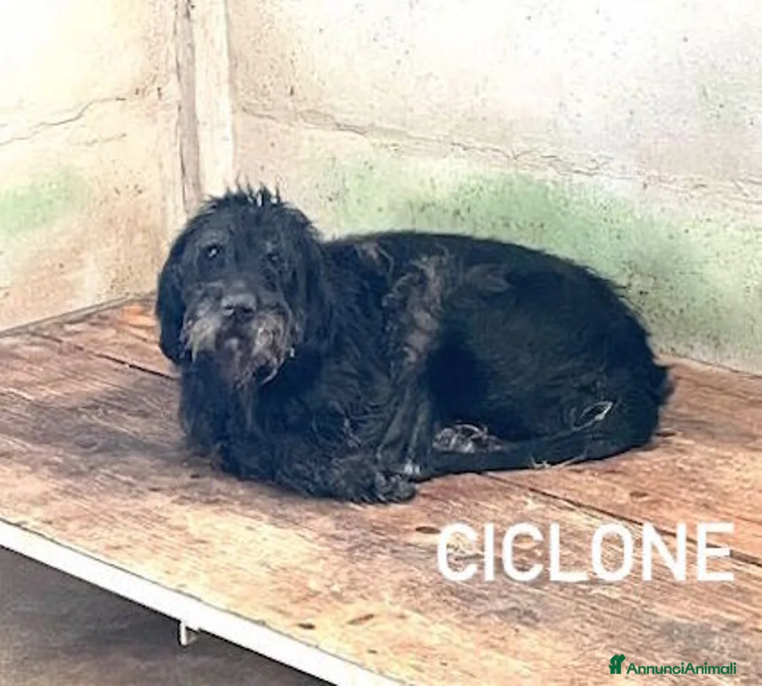 Meticcio cani in regalo: Ciclone, in canile,quando vai lì, speri sempre di  - Annuncio 6