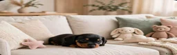 Bassotto cani in vendita: Bassotto tedesco nano nero fogato - Annuncio 4