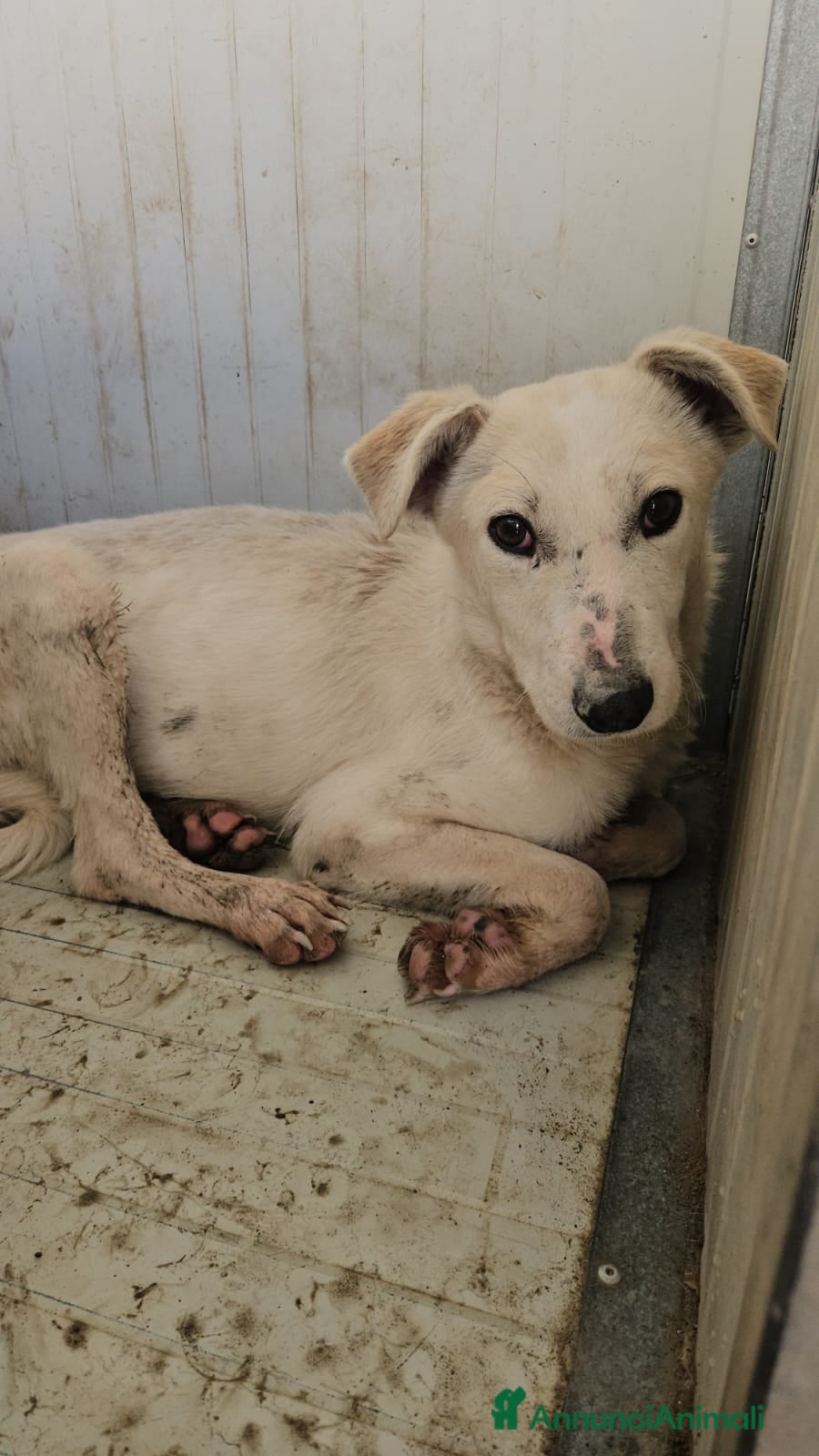 Meticcio cani Oipe: docile e socievole. Taglia contenuta  - Annuncio 1