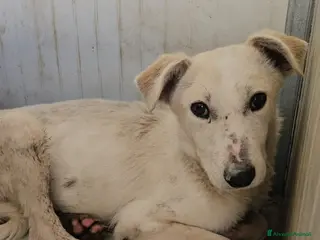 Meticcio cani Oipe: docile e socievole. Taglia contenuta - Annuncio 15