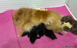 Volpino Pomerania cani in vendita: Cuccioli di pomerania a Città metropolitana di Roma Capitale - Immagine 3