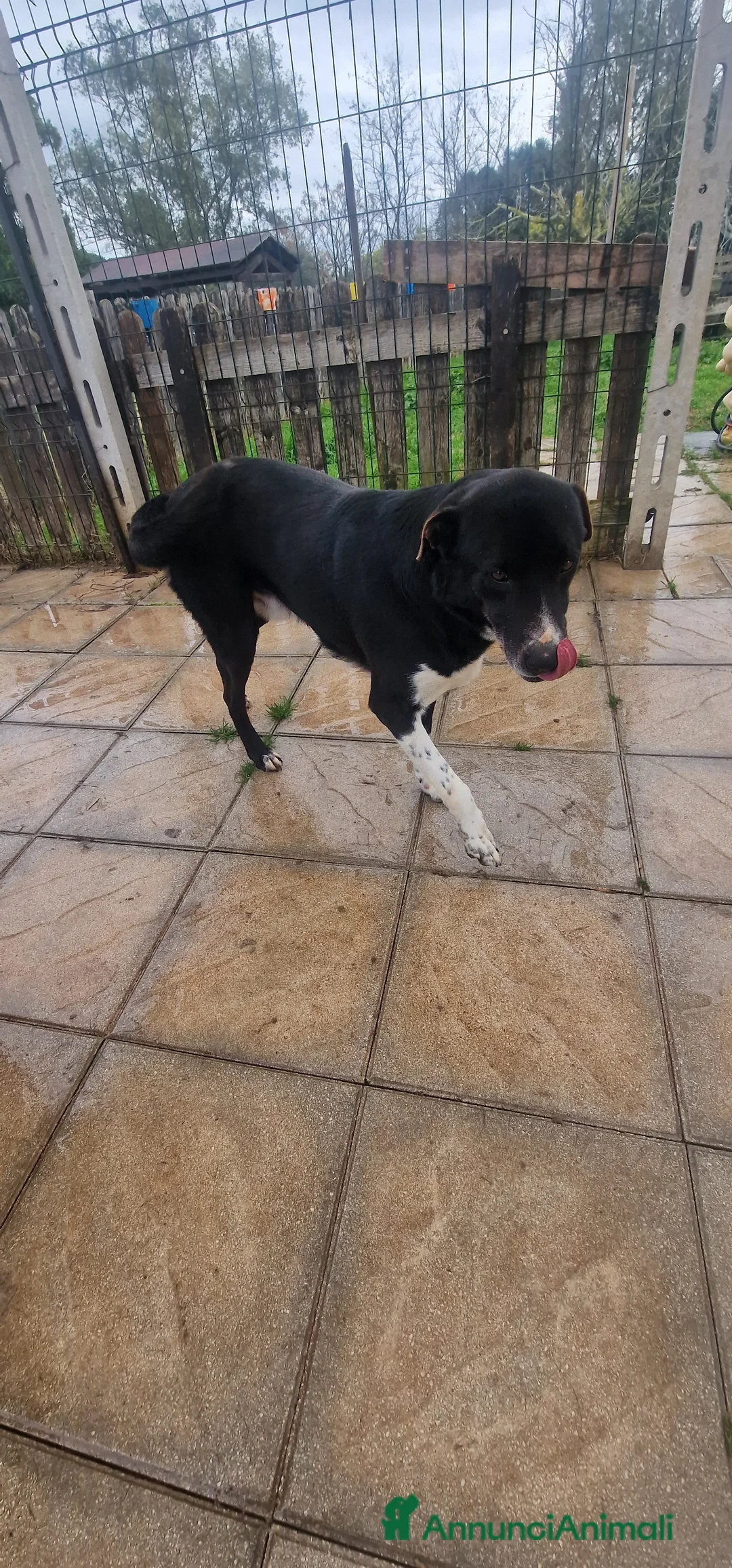 Meticcio cani in regalo: Cane Leo - Annuncio 3