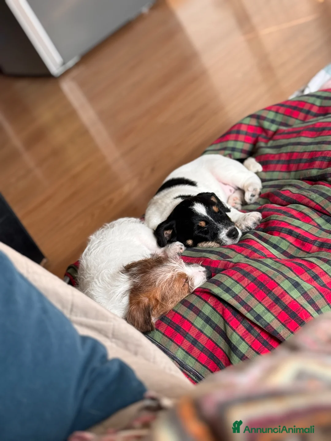 Jack Russell cani in vendita: Cuccioli di JACK RUSSEL a Provincia di Cuneo - Annuncio 2