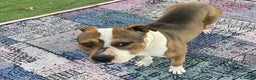 American Bully cani in regalo: American Bully di 3 anni - Annuncio 1