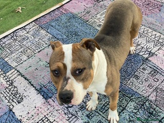 American Bully cani American Bully di 3 anni - Annuncio 3