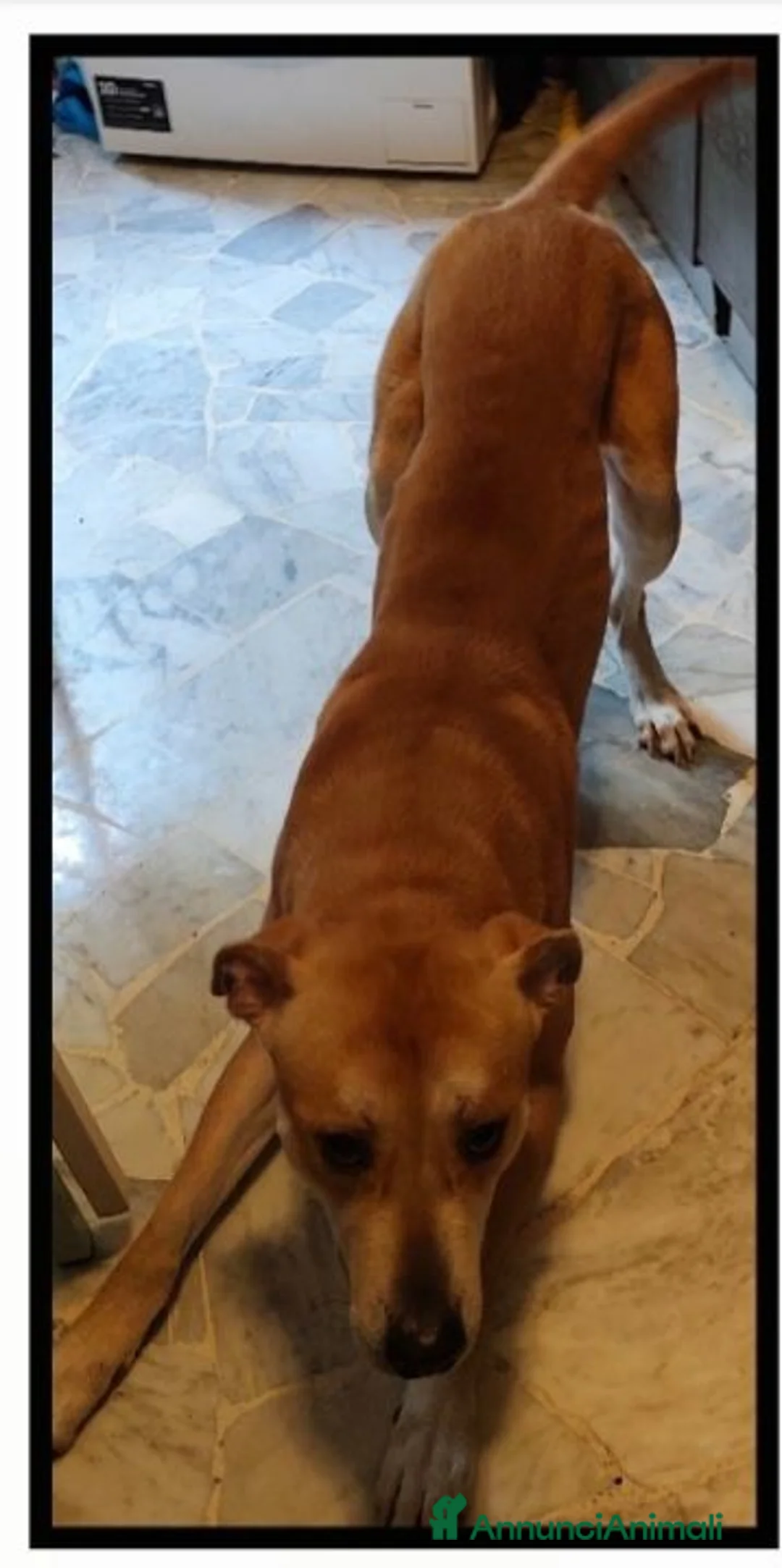 Meticcio cani in regalo: Ares 2anni SOS DEVE TROVARE 1ALTRA CASA.MILANO  - Annuncio 2