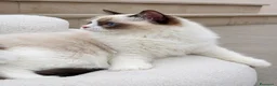 Ragdoll gatti in vendita: Cucciola Ragdoll con pedigree  - Annuncio 7