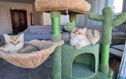 Scottish gatti in vendita: Scottish Straight con Pedigree  - Immagine 5